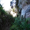 Plants: image 31 Of 208 Thumb